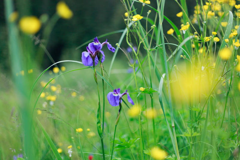 Wild Irises, Juneau, Alaska | MALLORIE OWENS