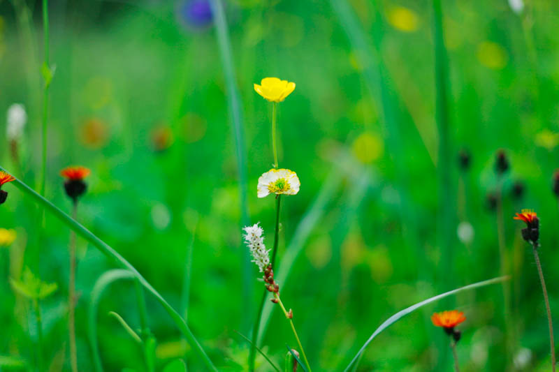Wildflowers, Juneau, Alaska | MALLORIE OWENS