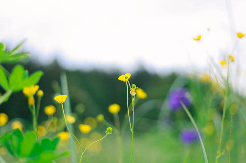 Wildflowers, Juneau, Alaska | MALLORIE OWENS