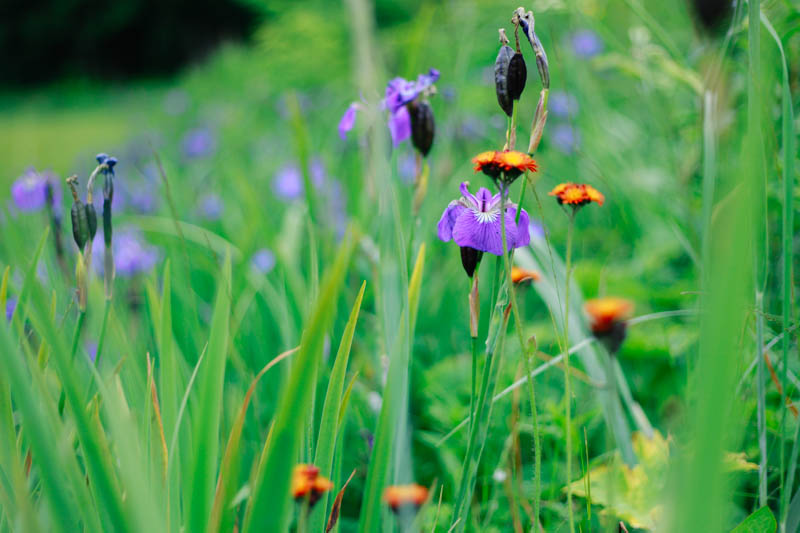 Wild Irises, Juneau, Alaska | MALLORIE OWENS