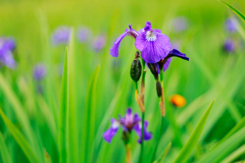 Wild Irises, Juneau, Alaska | MALLORIE OWENS