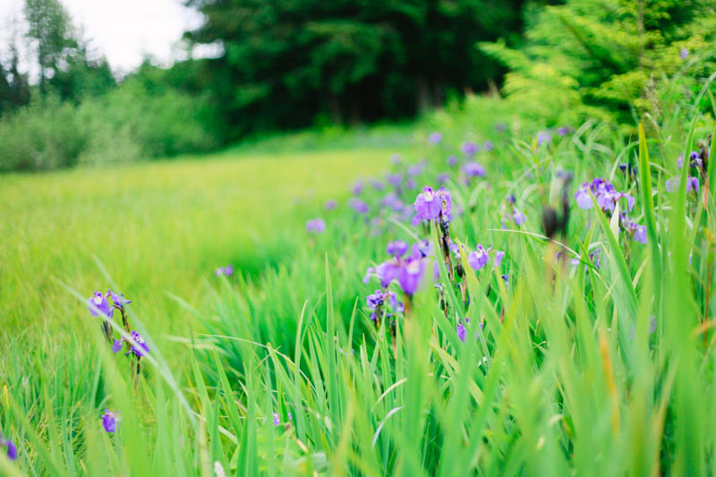 Wild Irises, Juneau, Alaska | MALLORIE OWENS