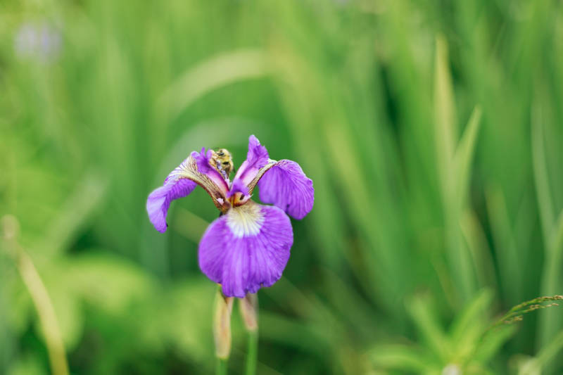 Wild Irises, Juneau, Alaska | MALLORIE OWENS