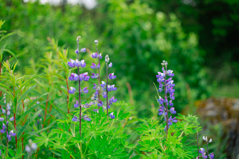 Wildflowers, Juneau, Alaska | MALLORIE OWENS