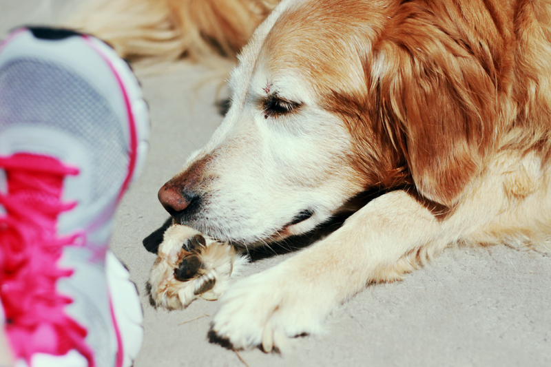 Golden Retriever Sunbathing | MALLORIE OWENS