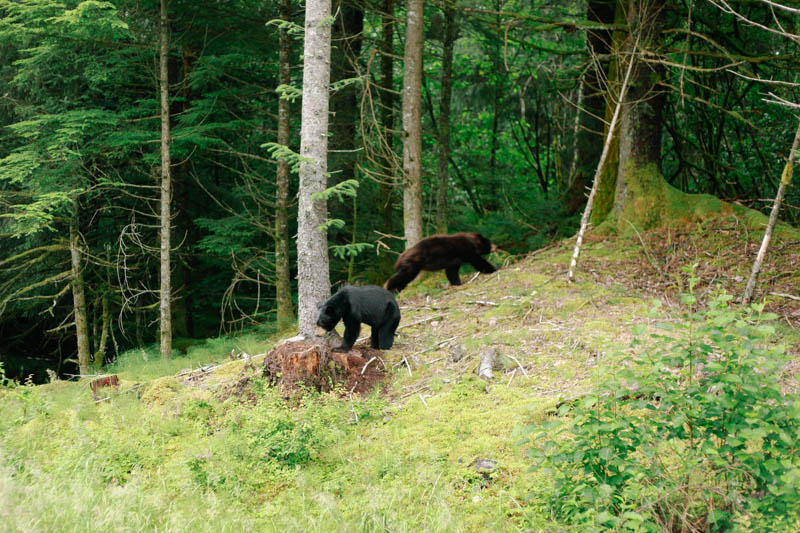 Black Bears | MALLORIE OWENS