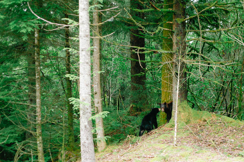 Black Bear in Juneau, Alaska | MALLORIE OWENS