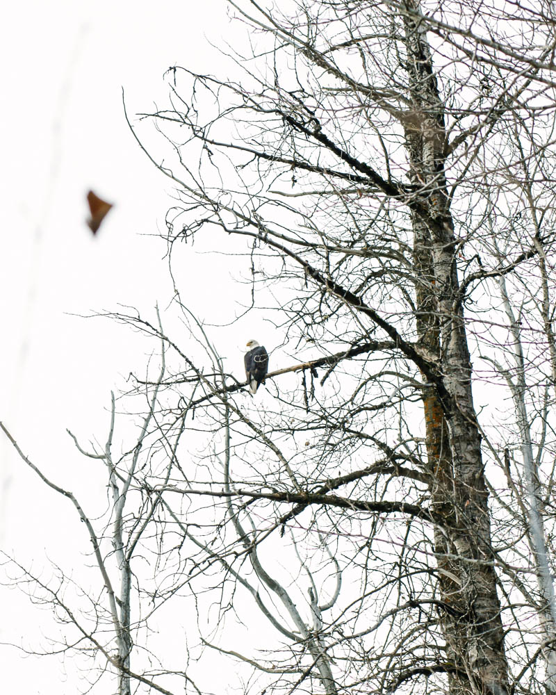 Places to Visit in Haines, Alaska ↠ Haines Eagle Festival | MALLORIE OWENS