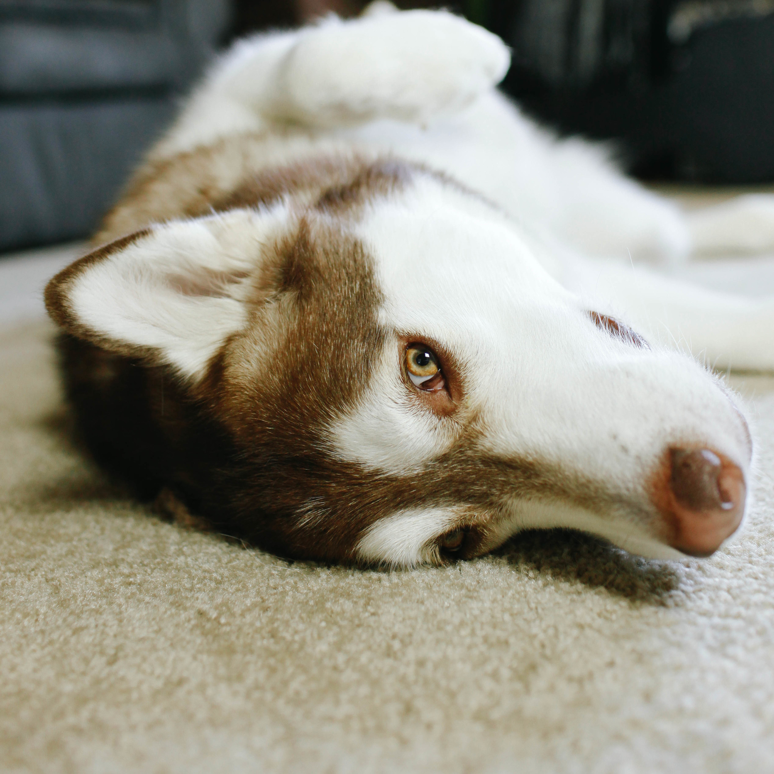 Atka the Alaskan Malamute | MALLORIE OWENS