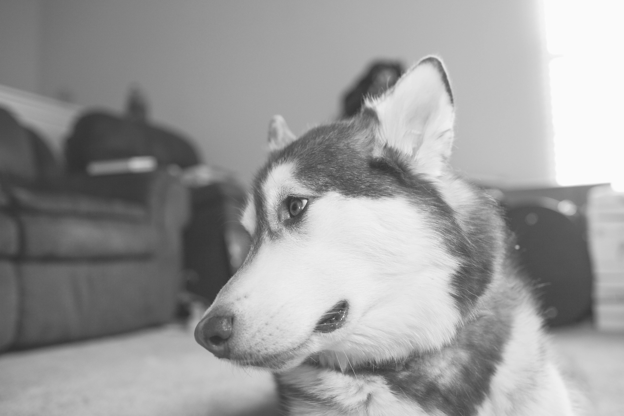 Atka the Alaskan Malamute | MALLORIE OWENS