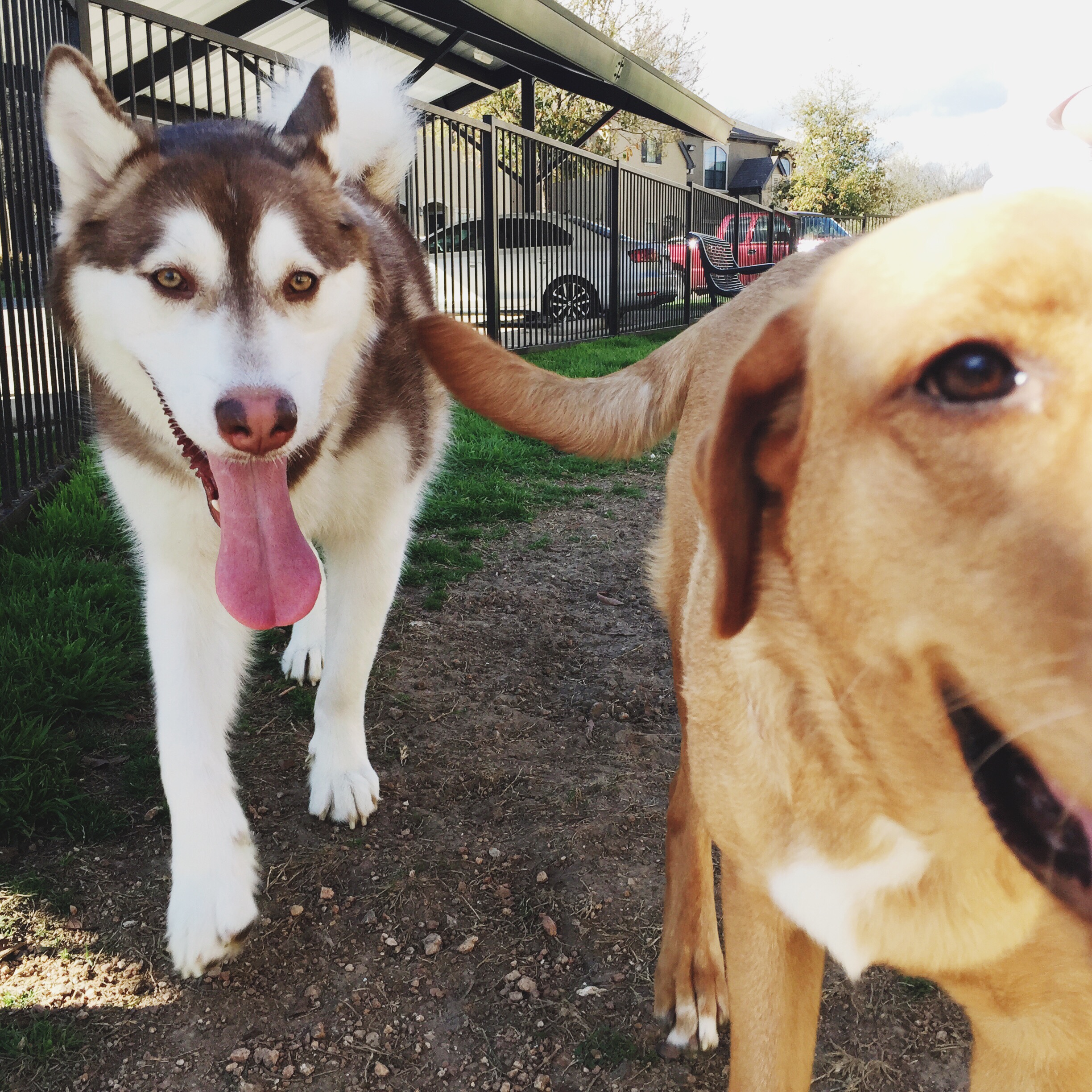 Atka the Alaskan Malamute | MALLORIE OWENS