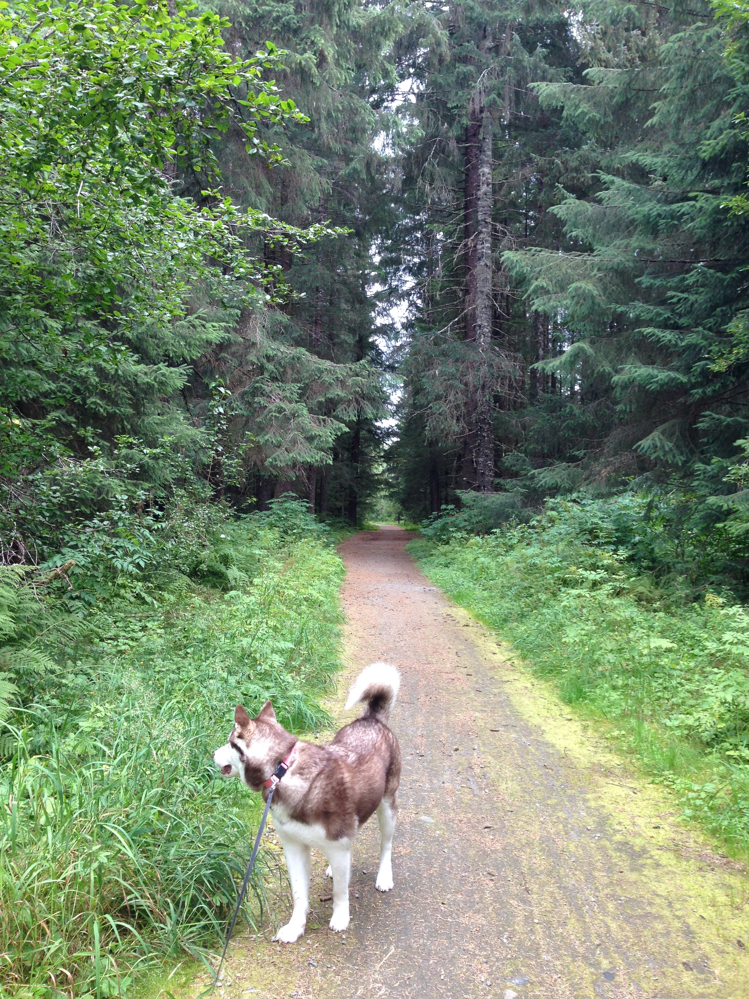 Montana Creek Trail, Juneau, Alaska | MALLORIE OWENS