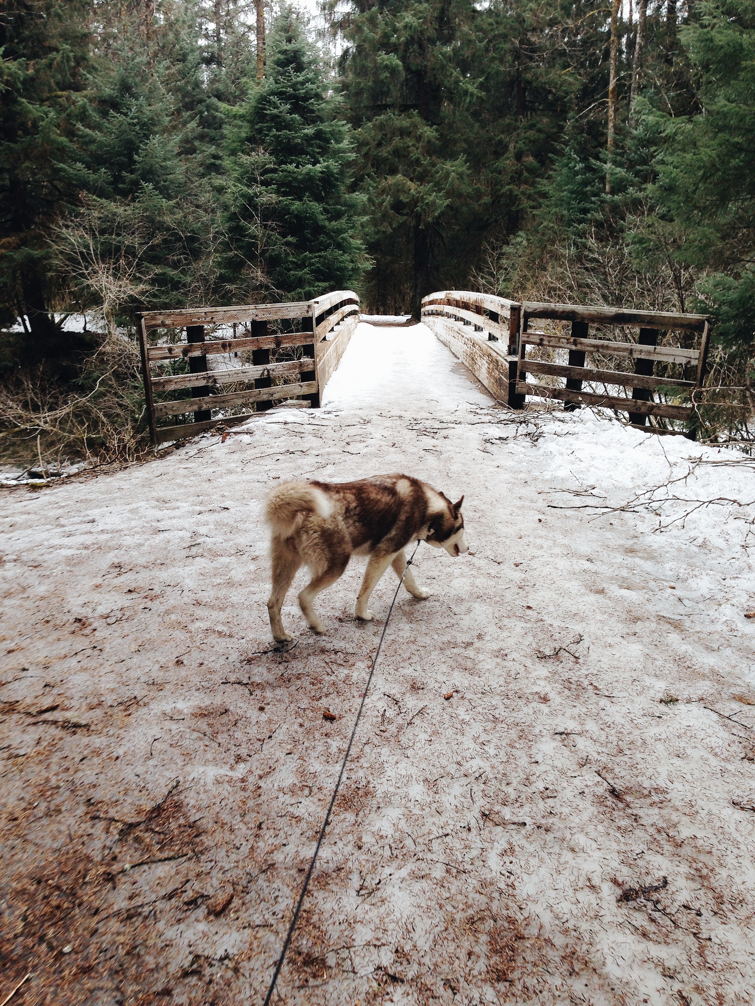 Montana Creek Trail, Juneau, Alaska | MALLORIE OWENS