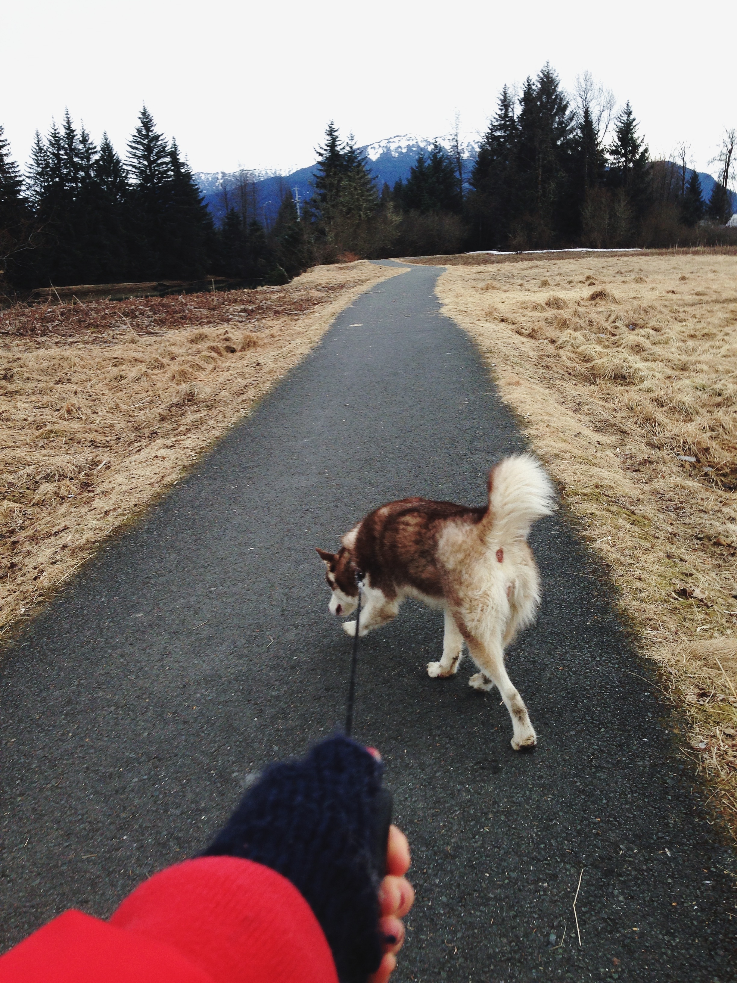 Montana Creek Trail, Juneau, Alaska | MALLORIE OWENS