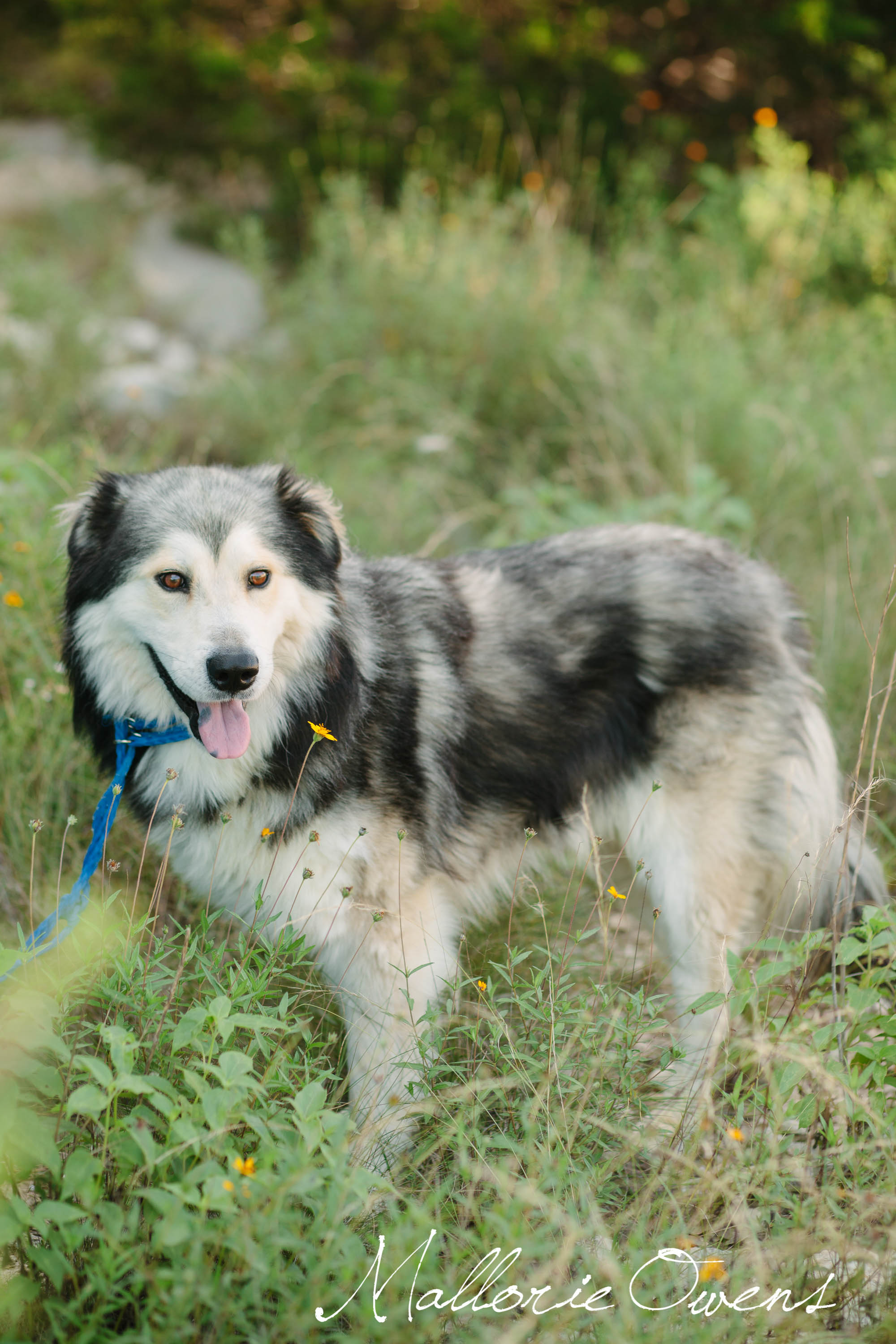 Alaskan Malamute Rescue in Austin, Texas | MALLORIE OWENS