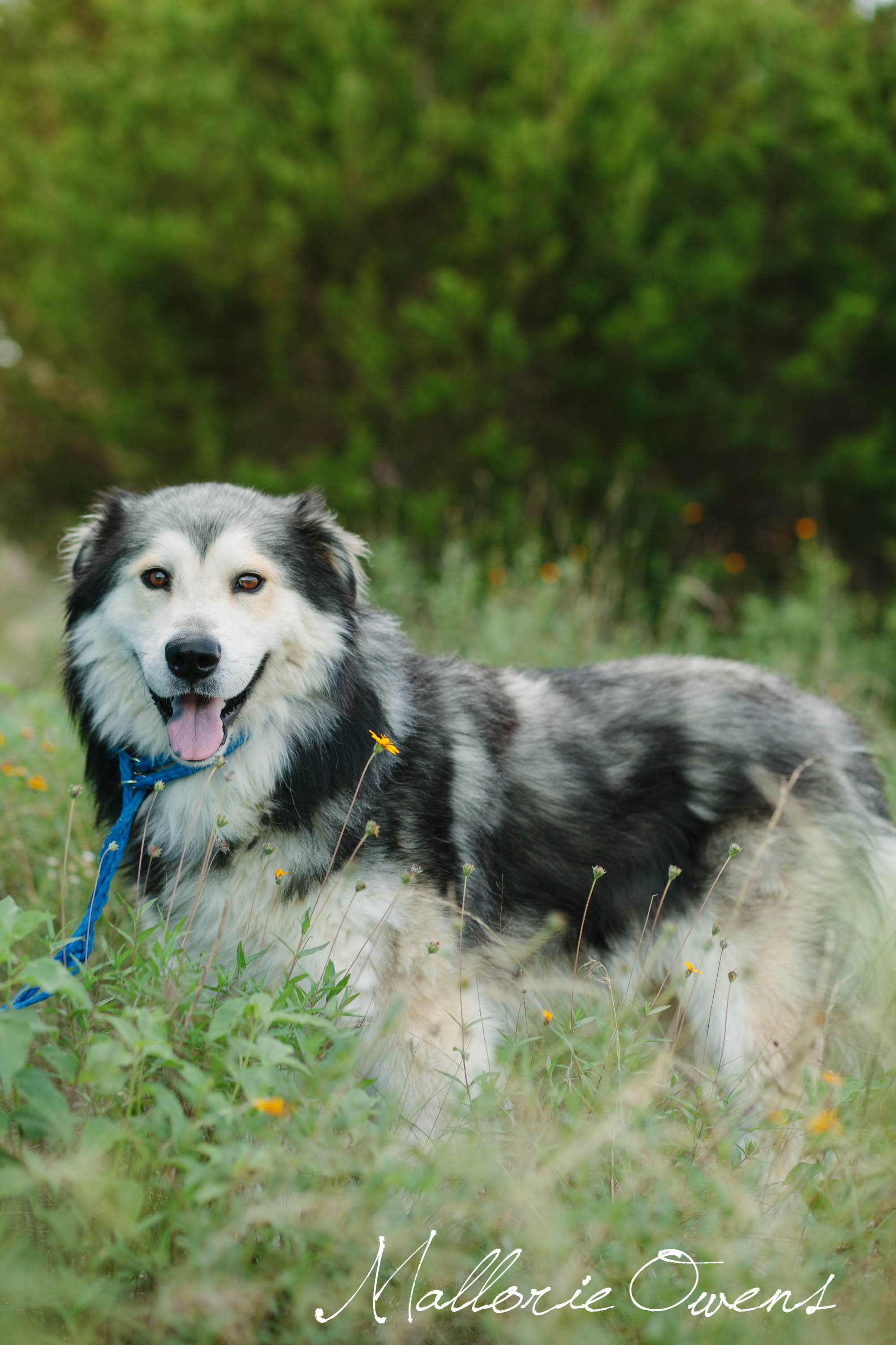 Alaskan Malamute Rescue in Austin, Texas | MALLORIE OWENS