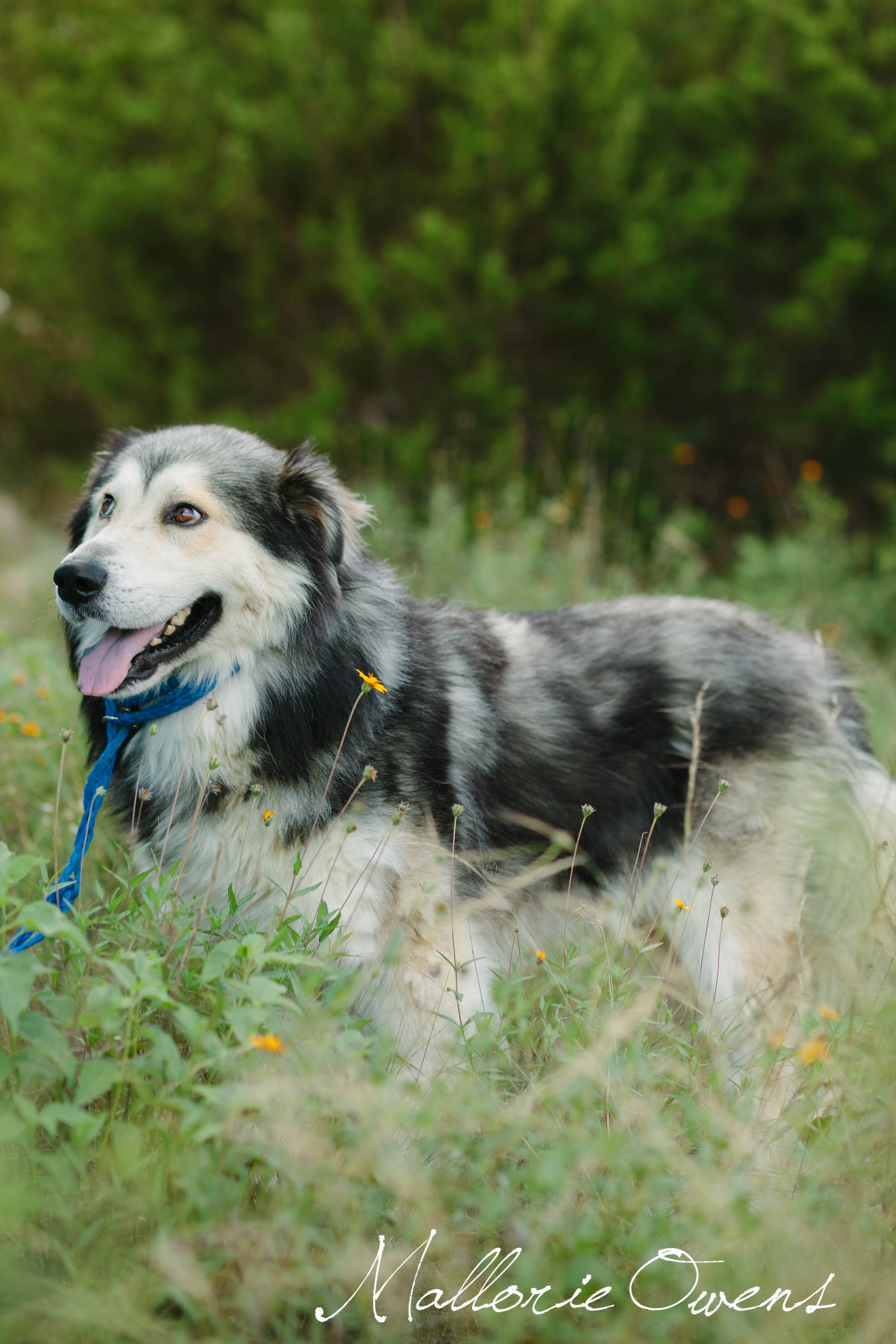 Alaskan Malamute Rescue in Austin, Texas | MALLORIE OWENS