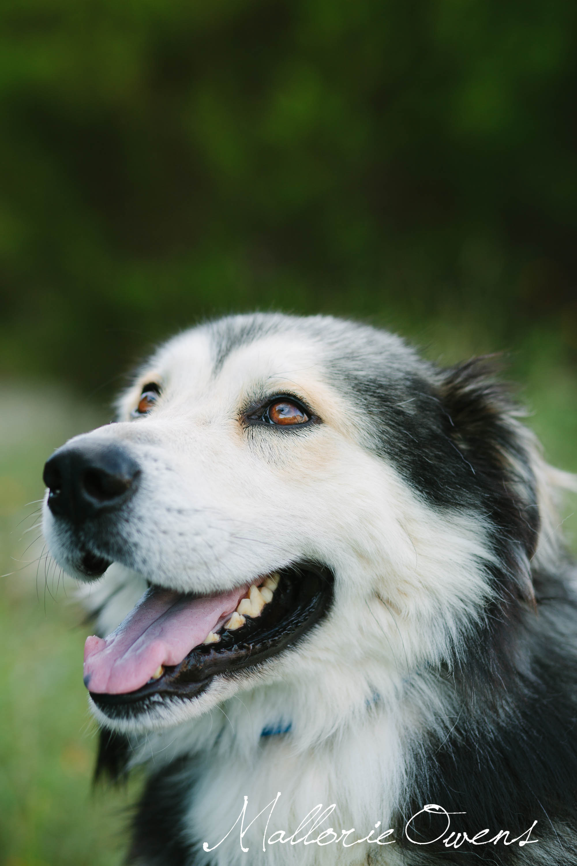 Alaskan Malamute Rescue in Austin, Texas | MALLORIE OWENS