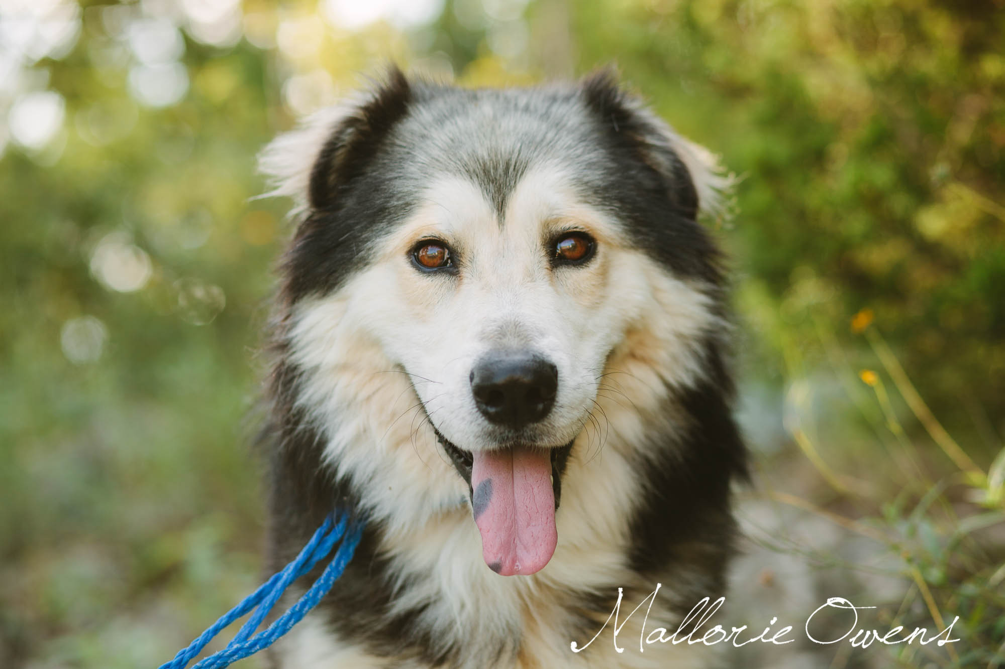 Alaskan Malamute Rescue in Austin, Texas | MALLORIE OWENS