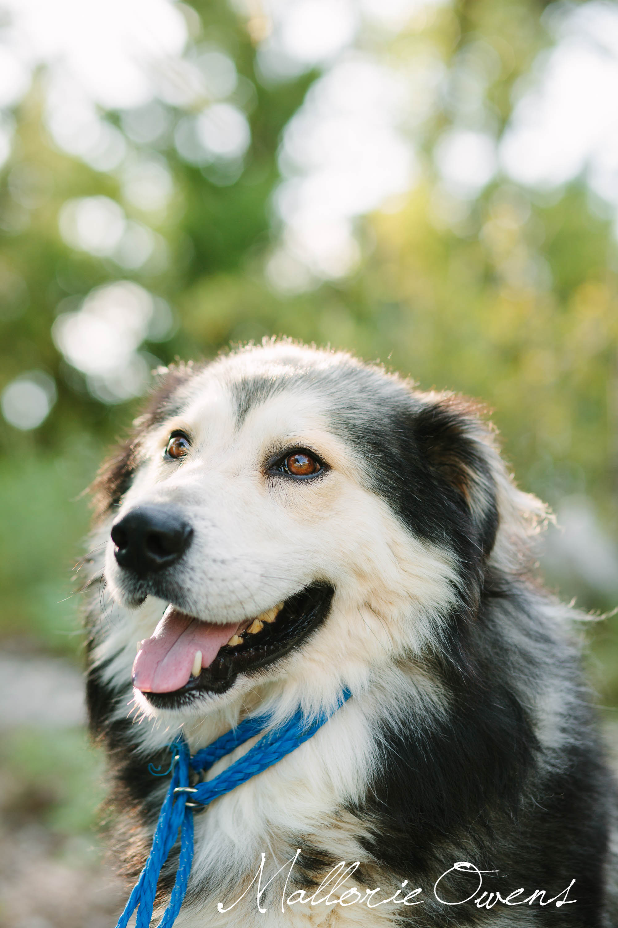 Alaskan Malamute Rescue in Austin, Texas | MALLORIE OWENS