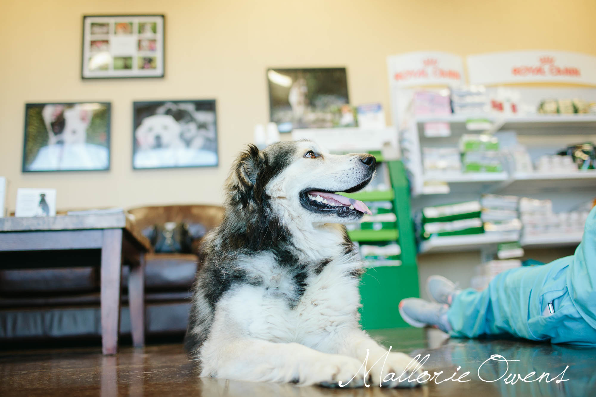 Alaskan Malamute Rescue in Austin, Texas | MALLORIE OWENS