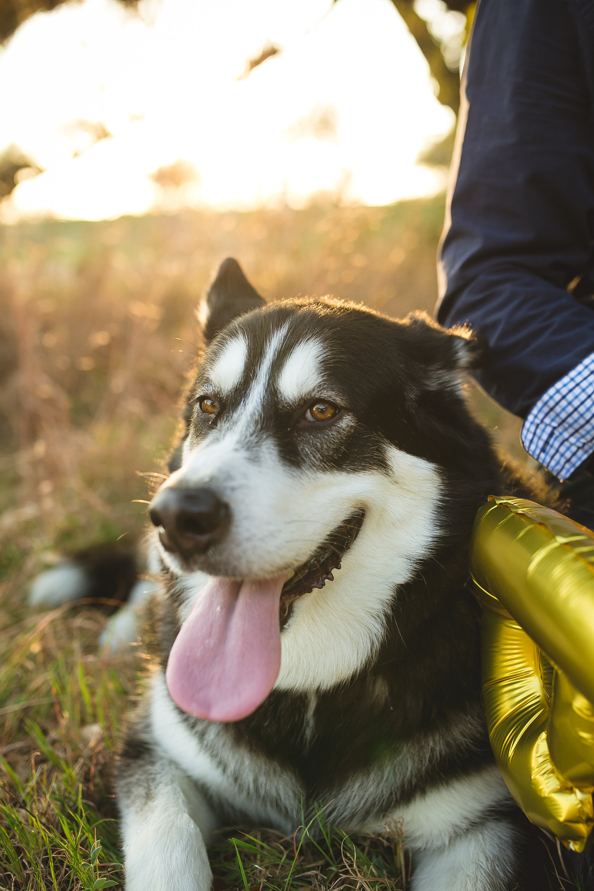 Alaskan Malamute | MALLORIE OWENS