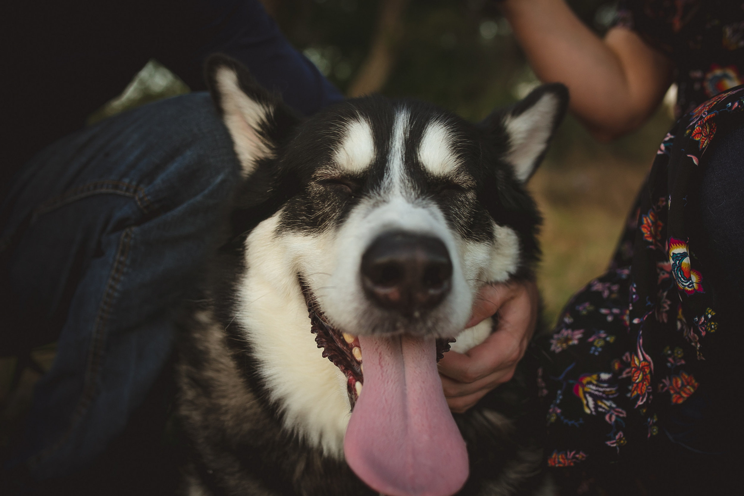 Alaskan Malamute | MALLORIE OWENS