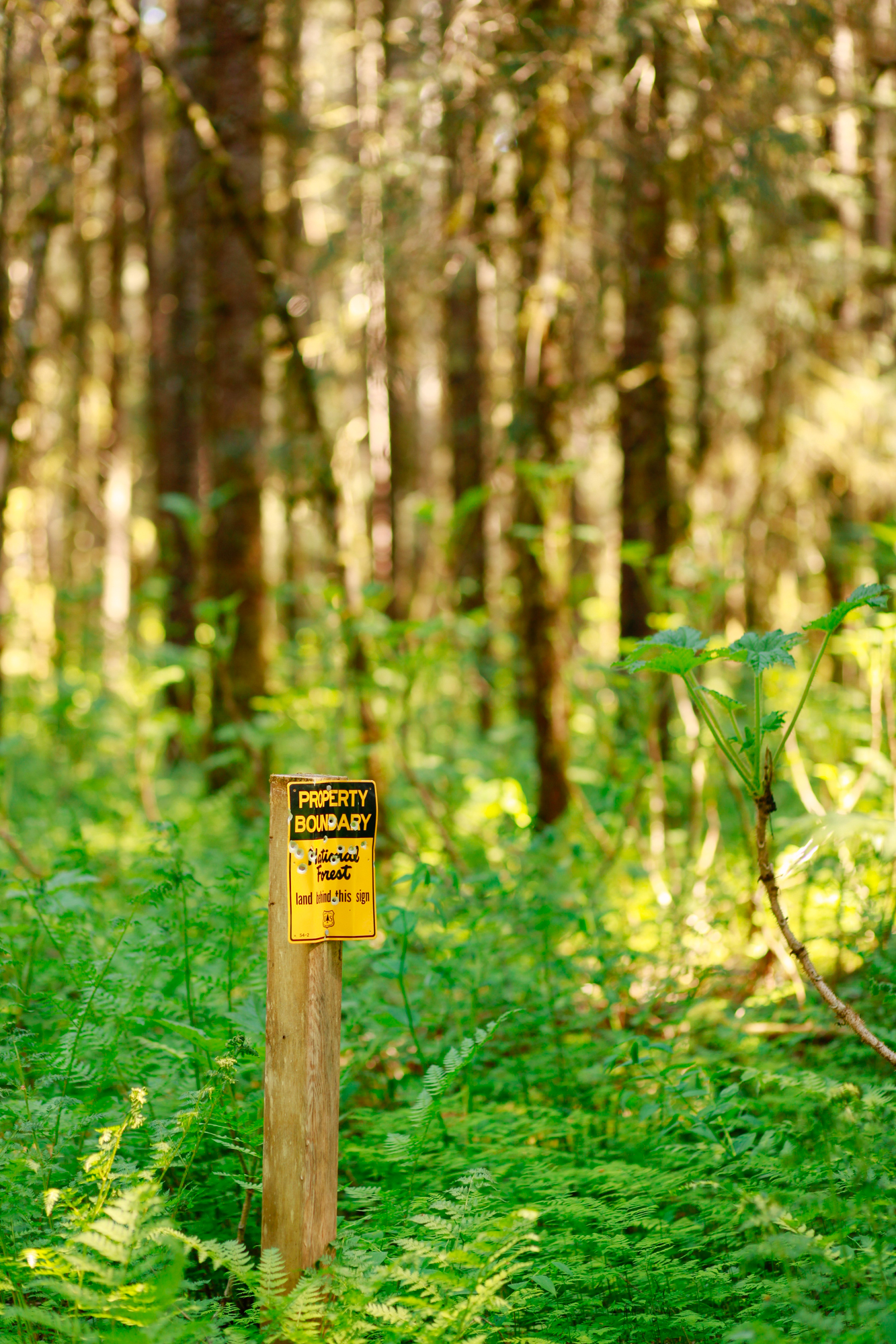 Places to Visit in Juneau, Alaska ↠ Herbert Glacier Trail | MALLORIE OWENS