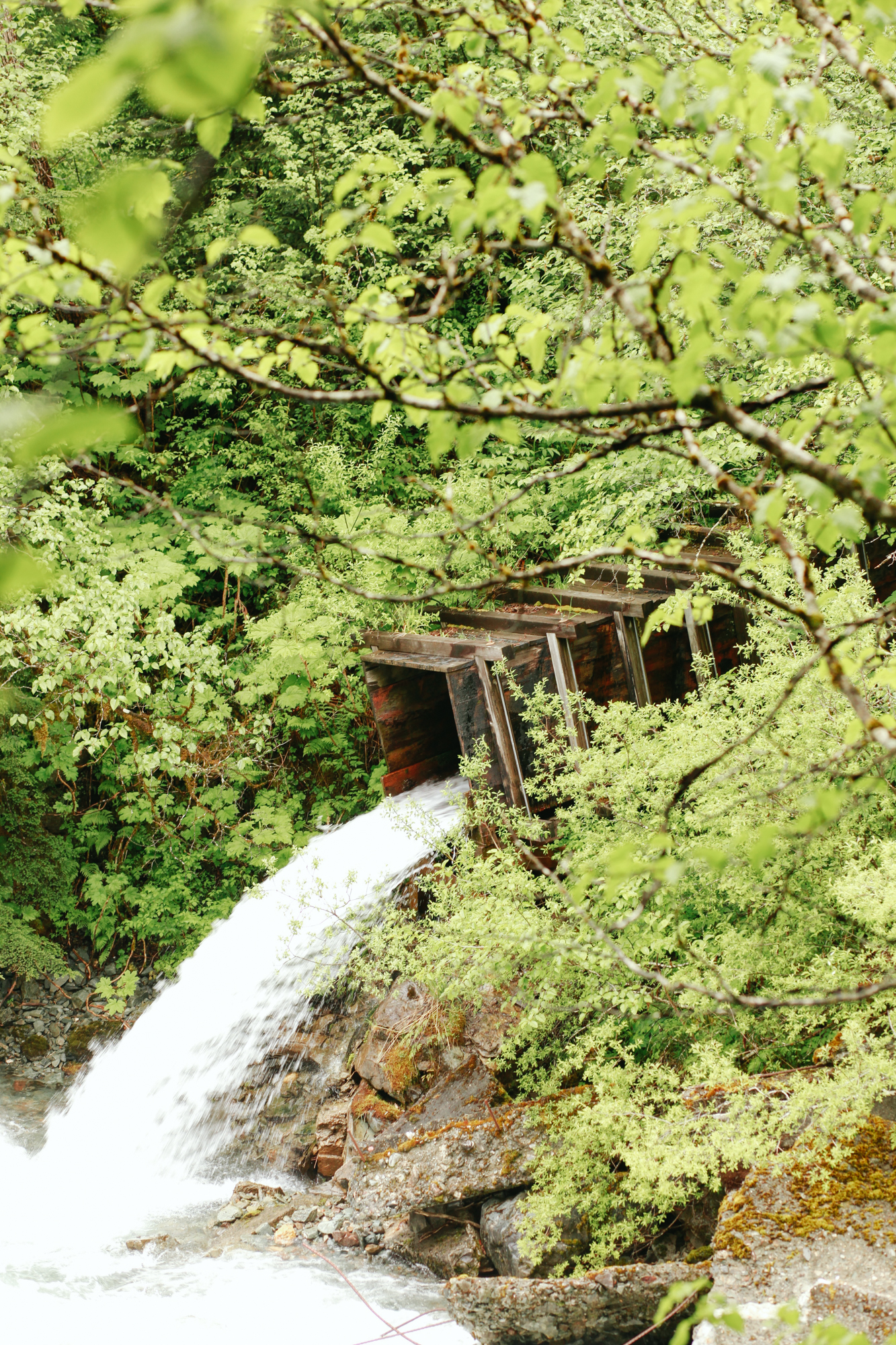 Hiking Trail in Juneau, Alaska | Gold Creek Flume Trail | MALLORIE OWENS