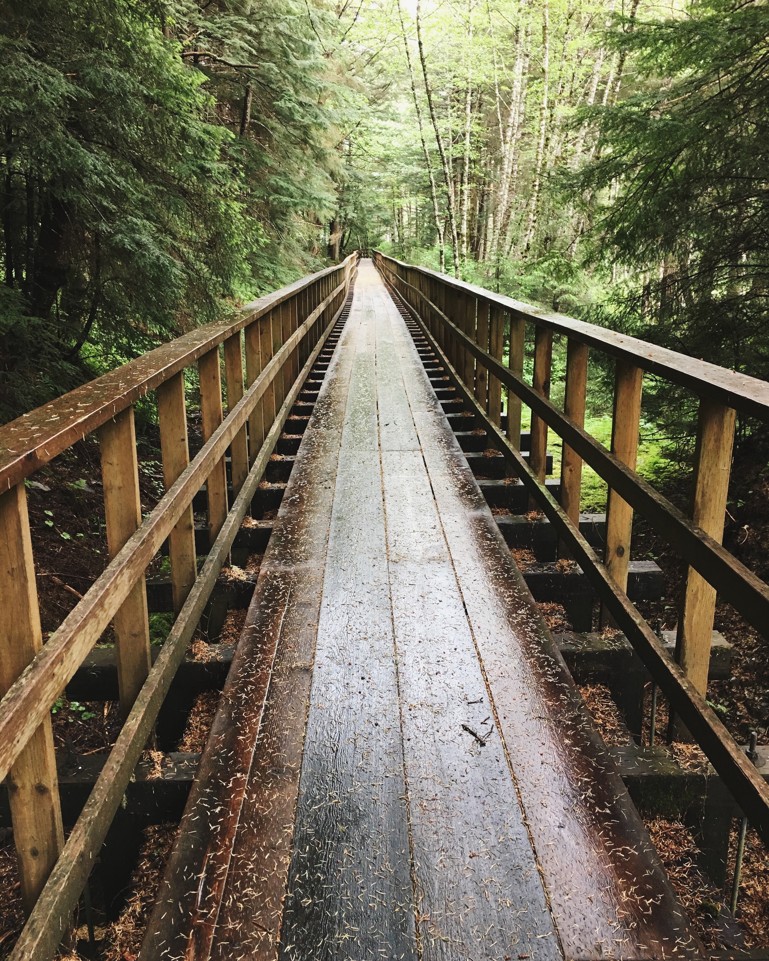 Hiking Trail in Juneau, Alaska | Gold Creek Flume Trail | MALLORIE OWENS