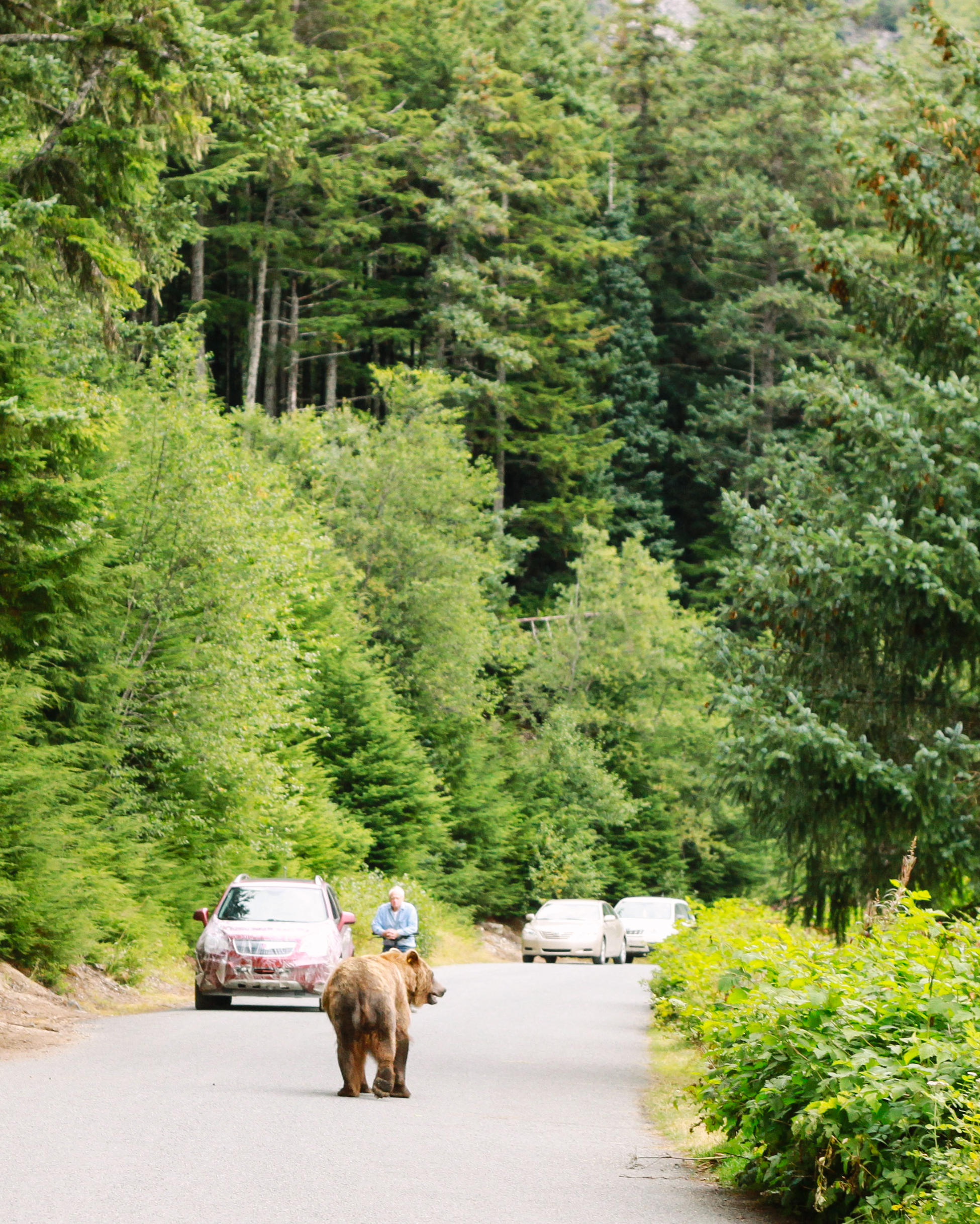 Grizzly Bear in Haines, Alaska Travel Blog | MALLORIE OWENS