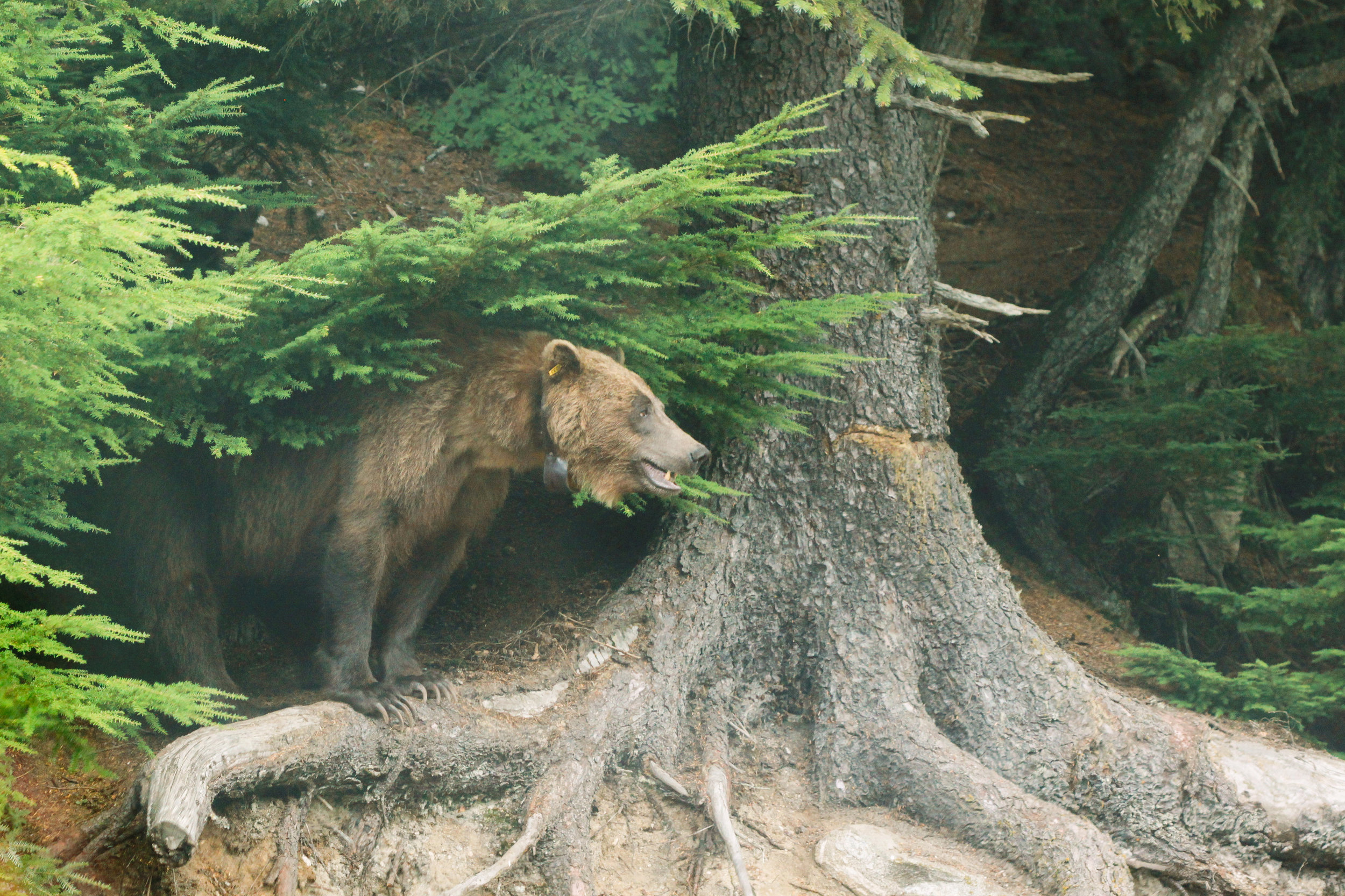 Grizzly Bear in Haines, Alaska Travel Blog | MALLORIE OWENS