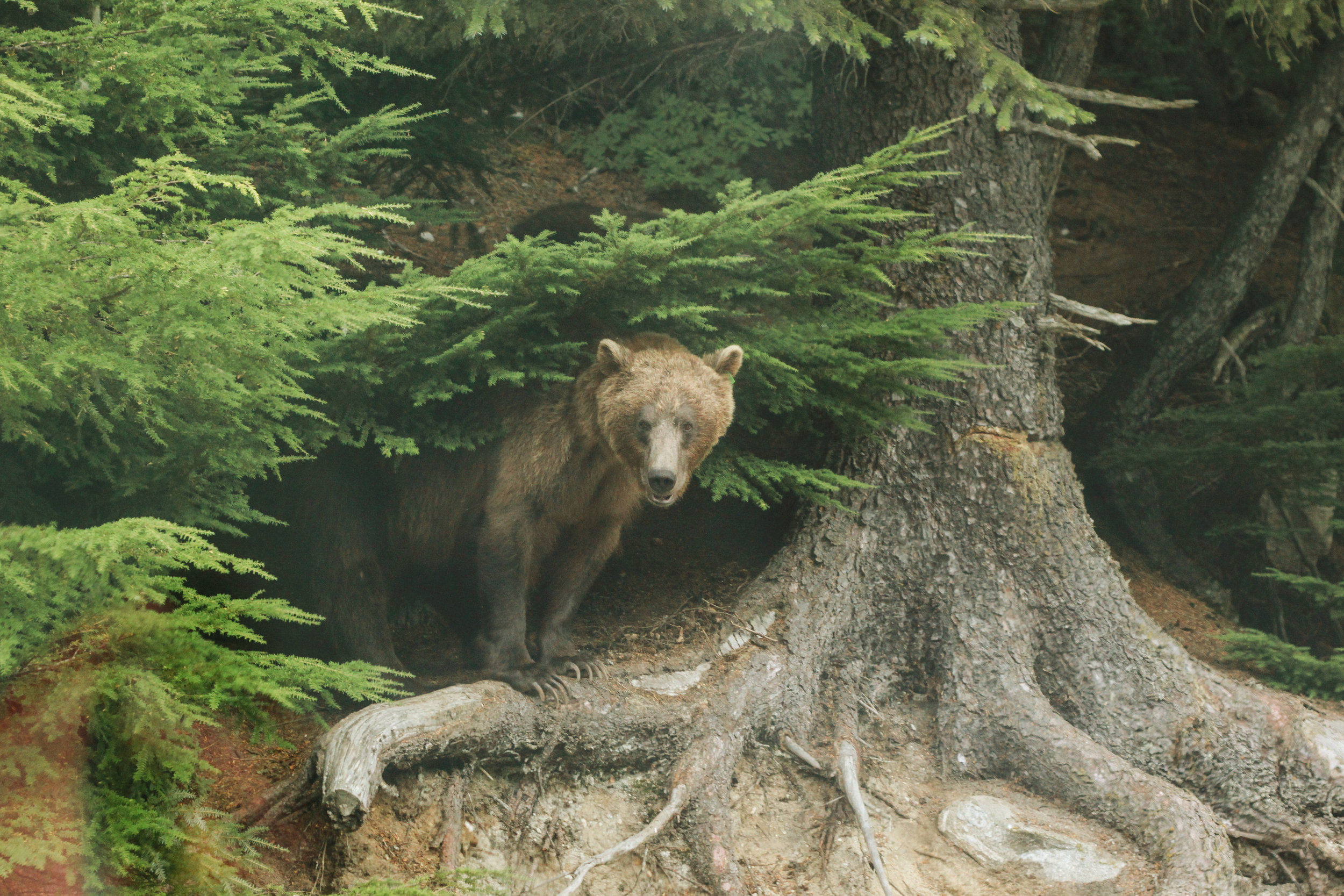 Grizzly Bear in Haines, Alaska Travel Blog | MALLORIE OWENS