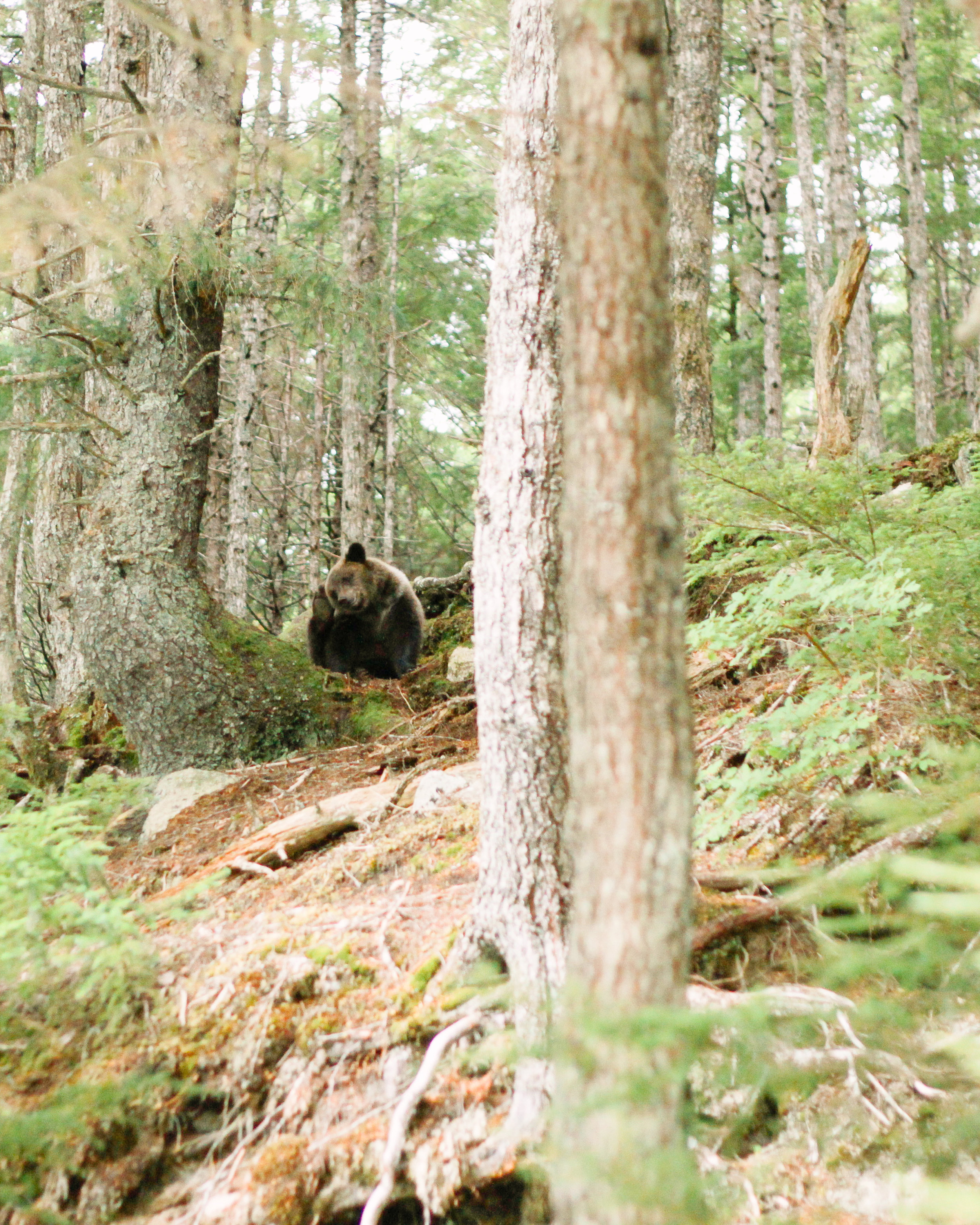 Grizzly Bear in Haines, Alaska Travel Blog | MALLORIE OWENS