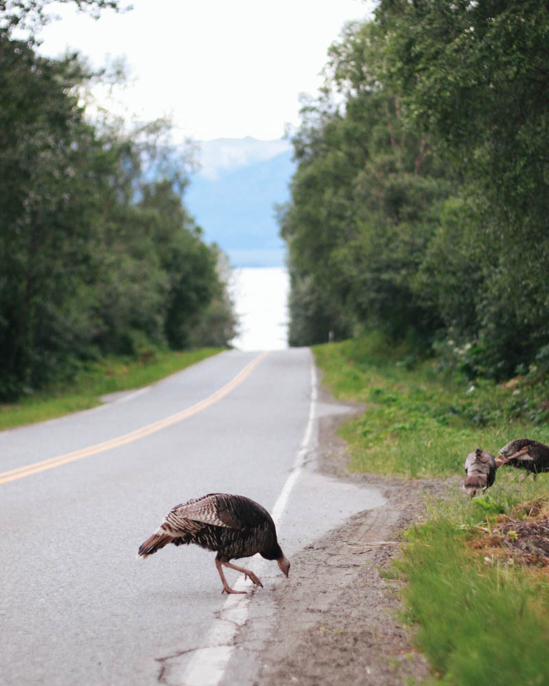 Wild Turkey in Girdwood, Alaska.
