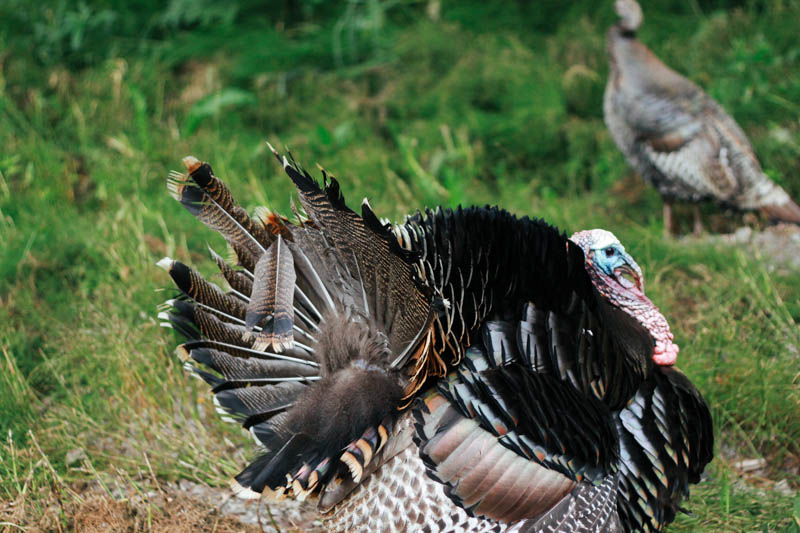 Wild Turkey in Girdwood, Alaska.