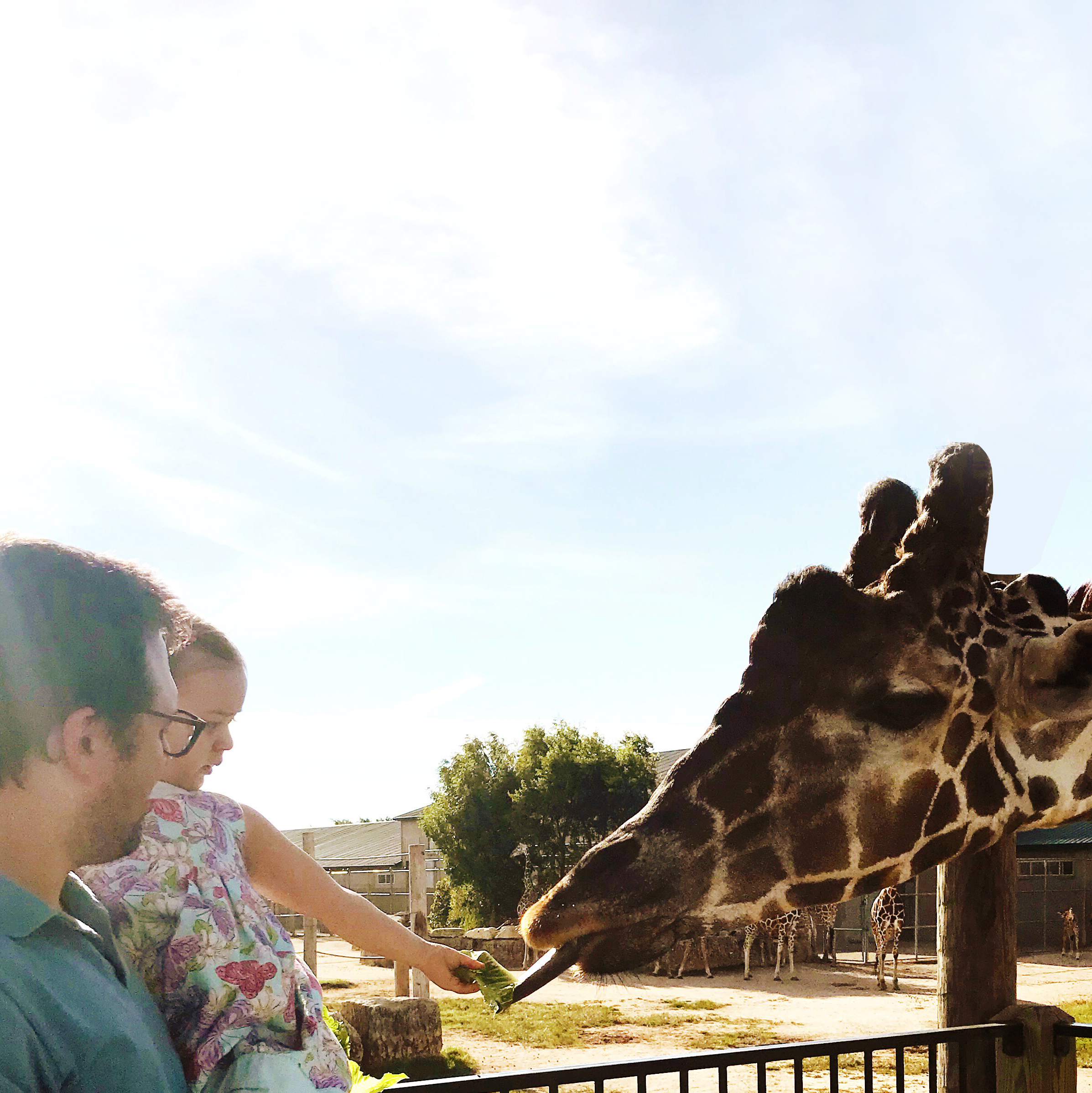 Feeding a Giraffe | Places to Visit in Wichita, KS Tanganyika Wildlife Park | MALLORIE OWENS
