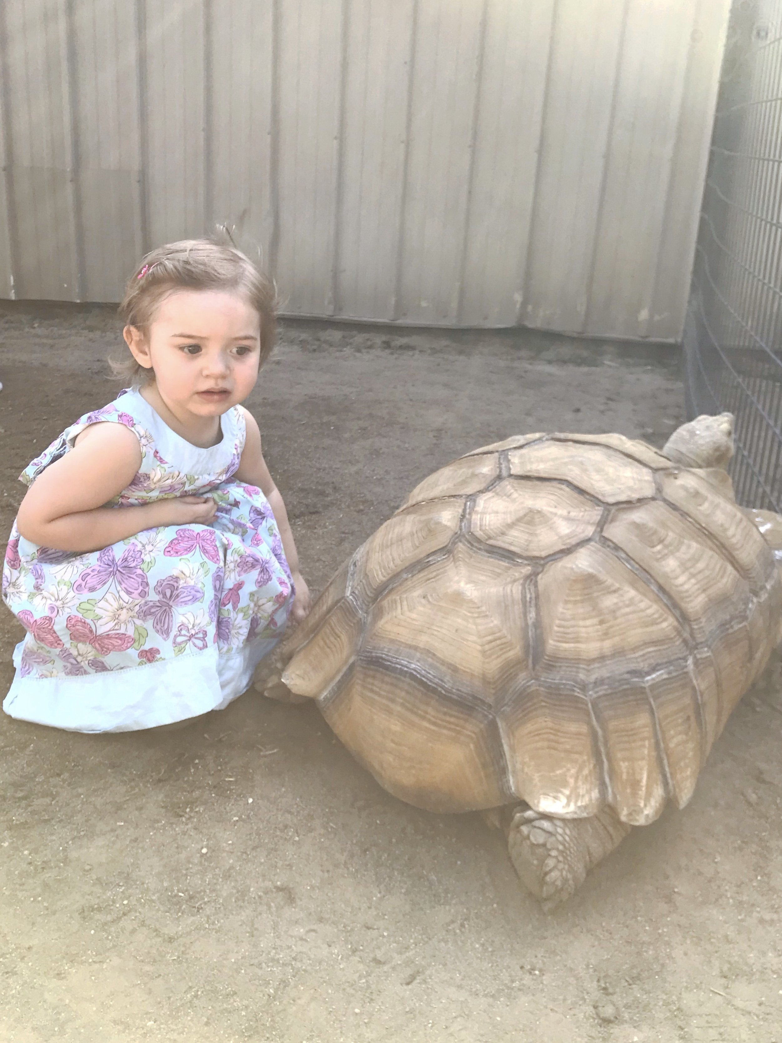 Petting a Giant Turtle | Places to Visit in Wichita, KS Tanganyika Wildlife Park | MALLORIE OWENS