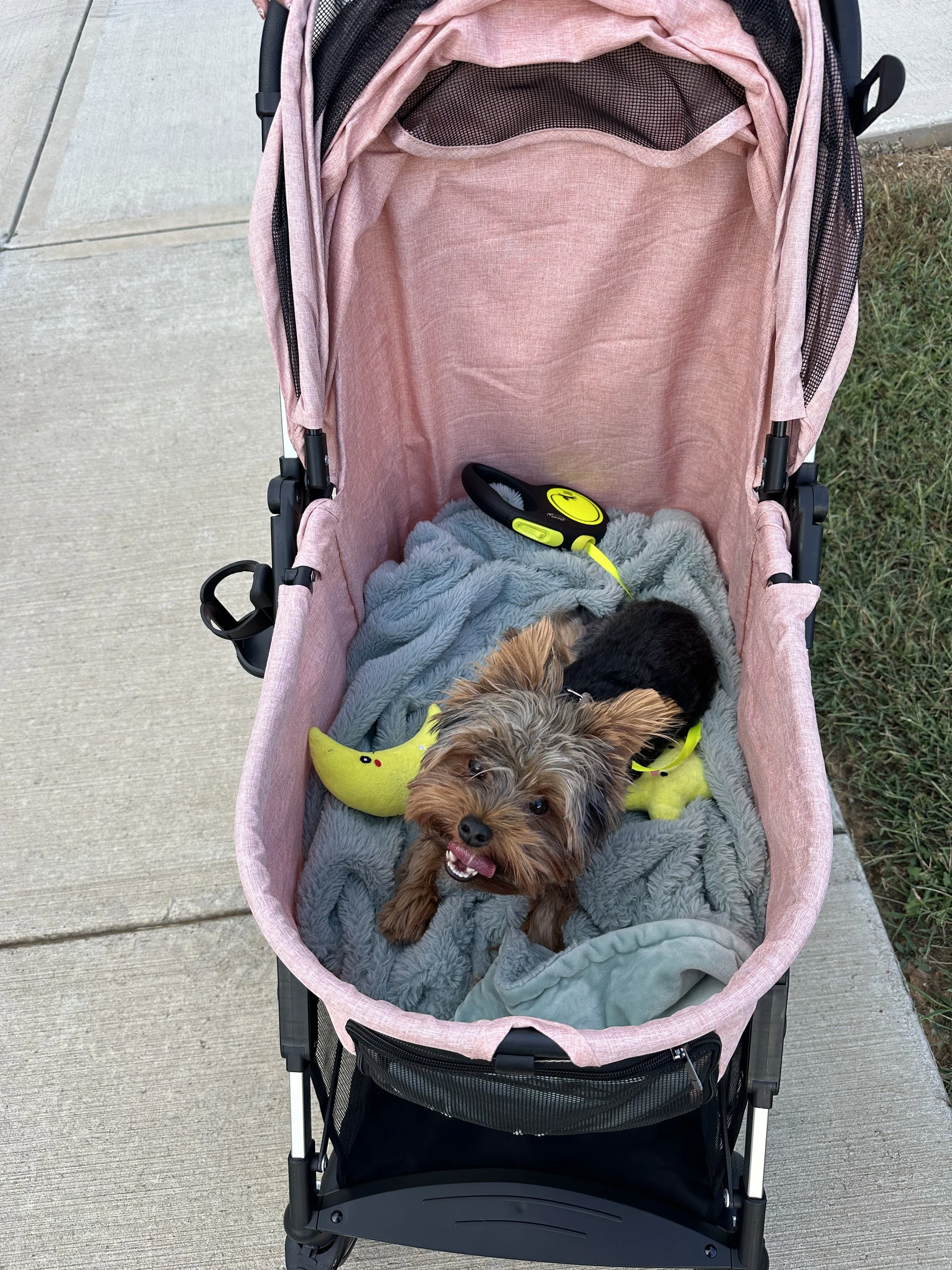 Yorkie Dog Stroller