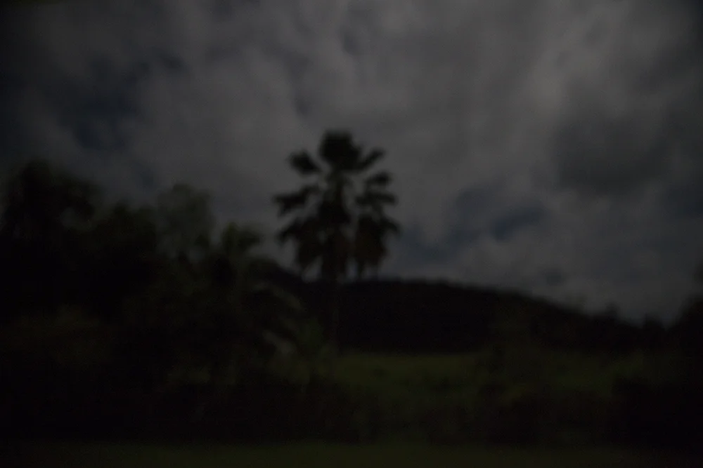 461night garden.jpg
