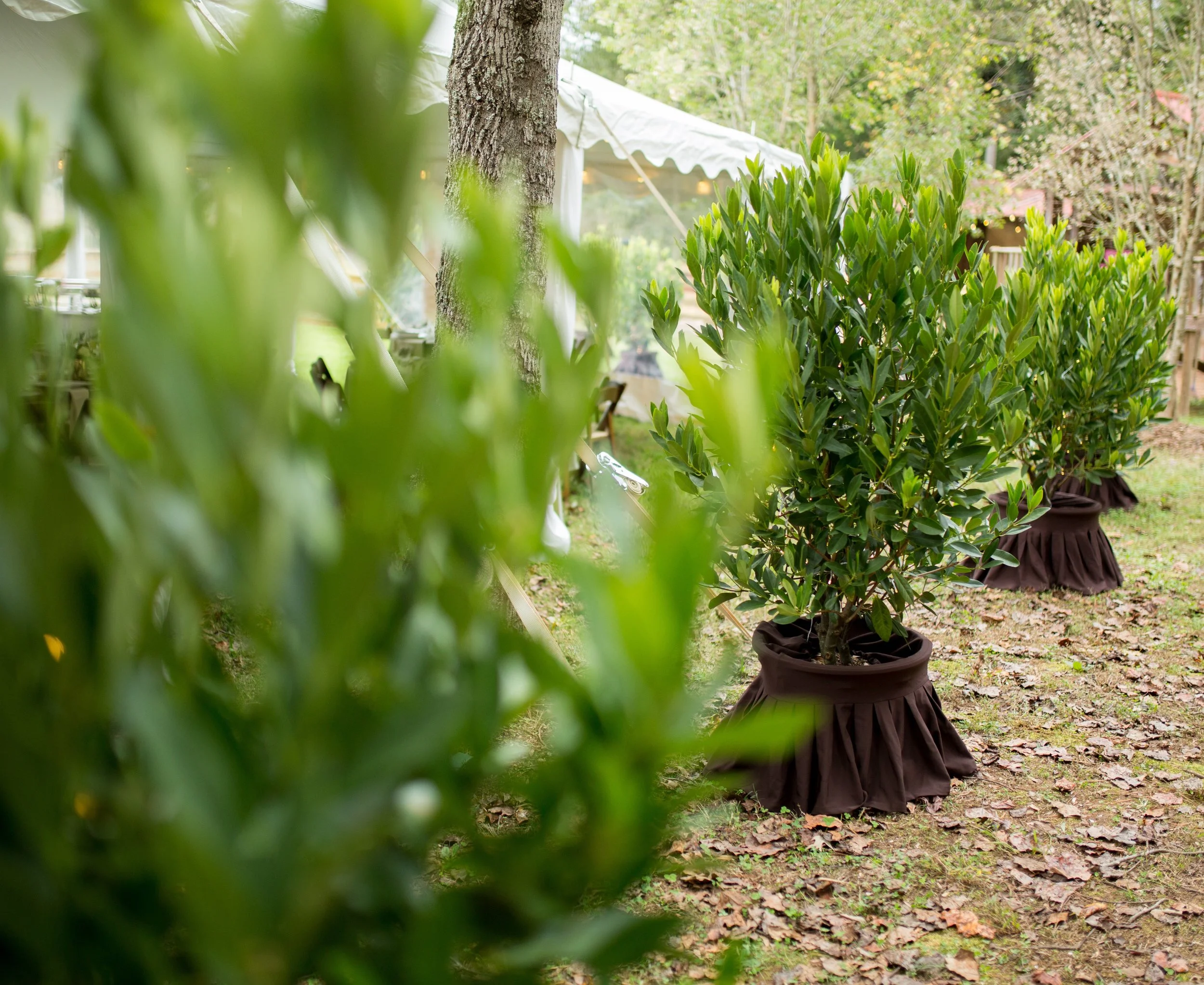 Beautiful green border created with live plants rented for an outdoor wedding reception.