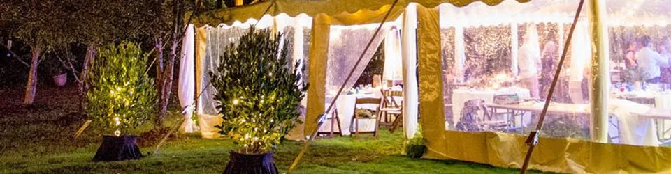 live-plants-rented-for-wedding-reception-with-string-lights.jpg
