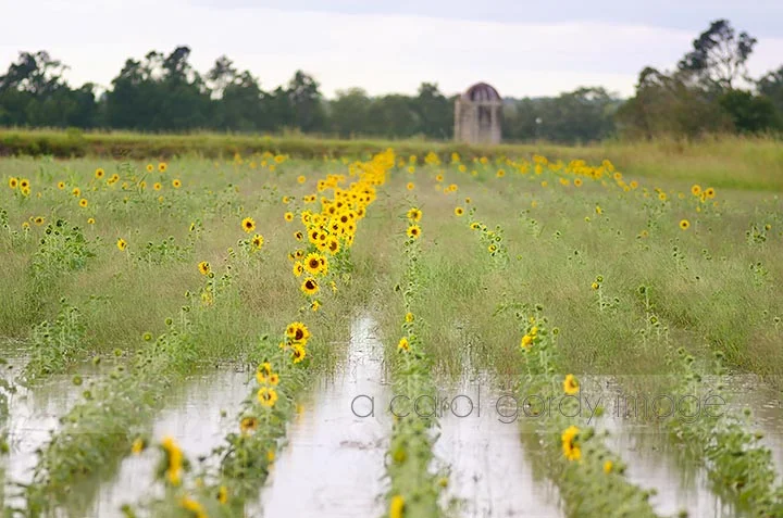 Sunflower Fields