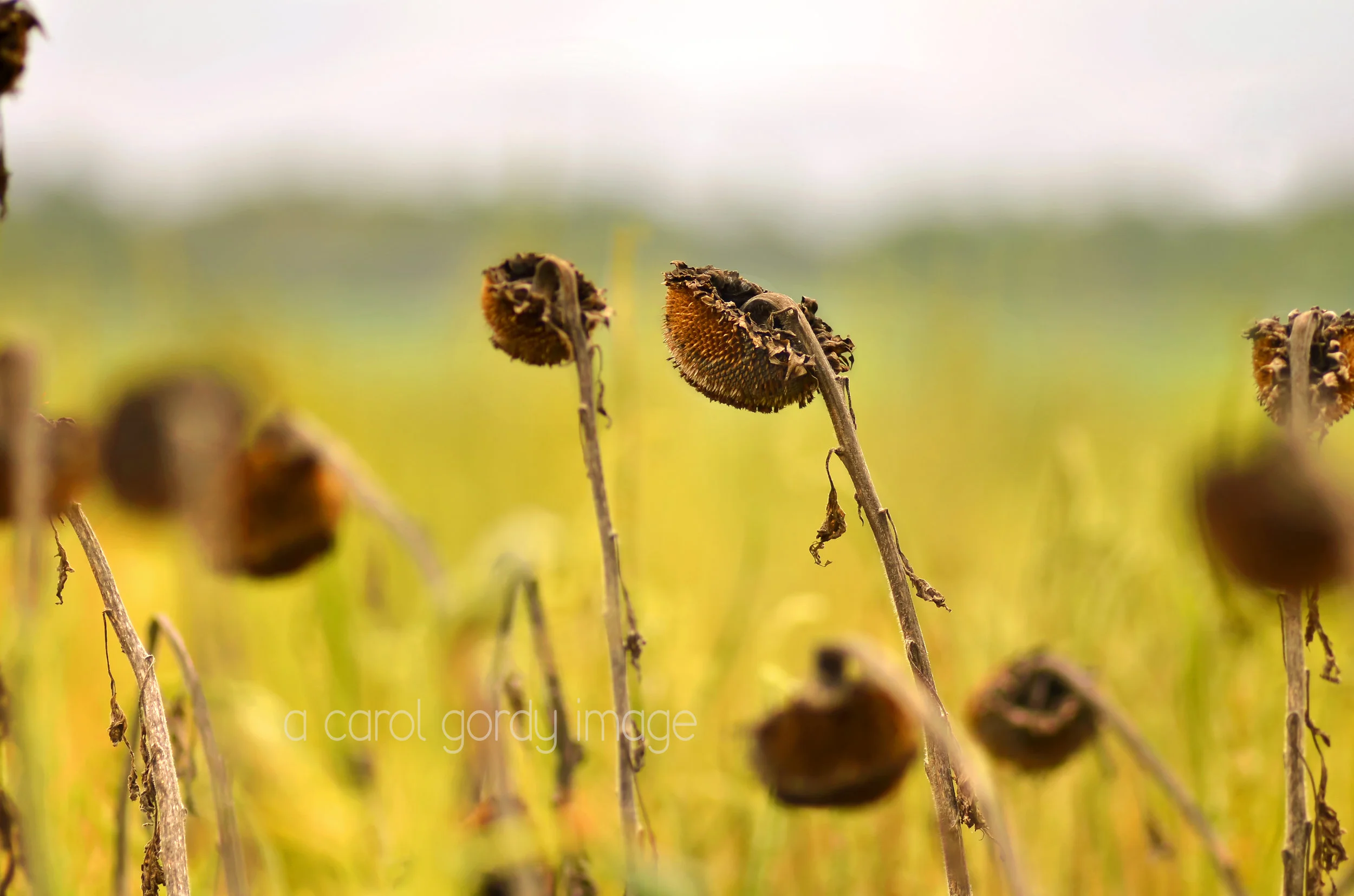 Fading Into Fall