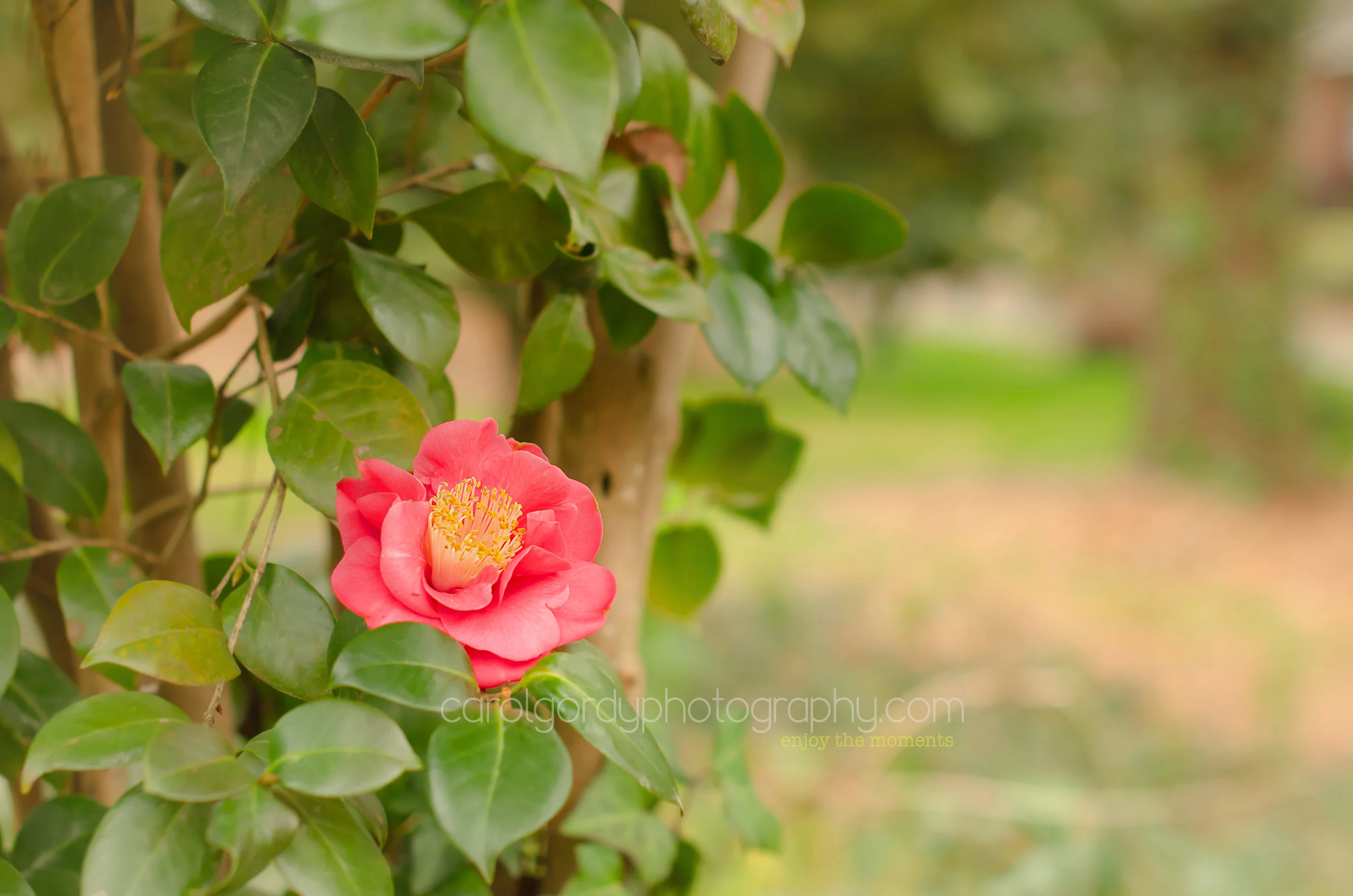 Camellia Dreams II