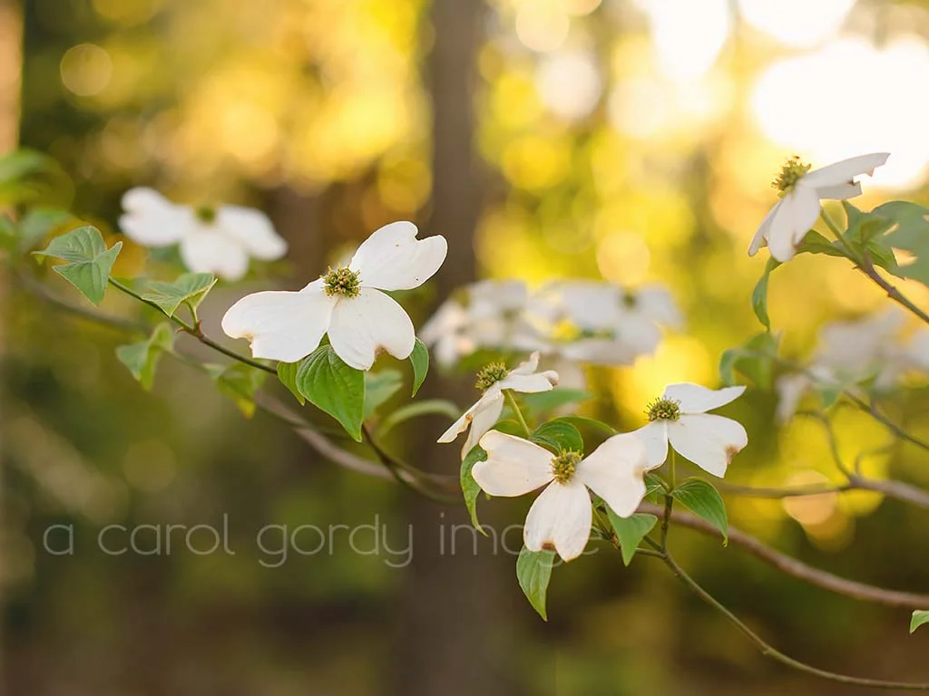 Dogwood Sunset