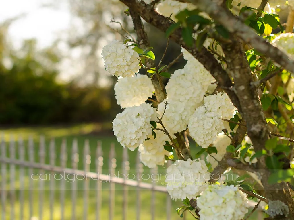 Just Another Viburnum Sunset