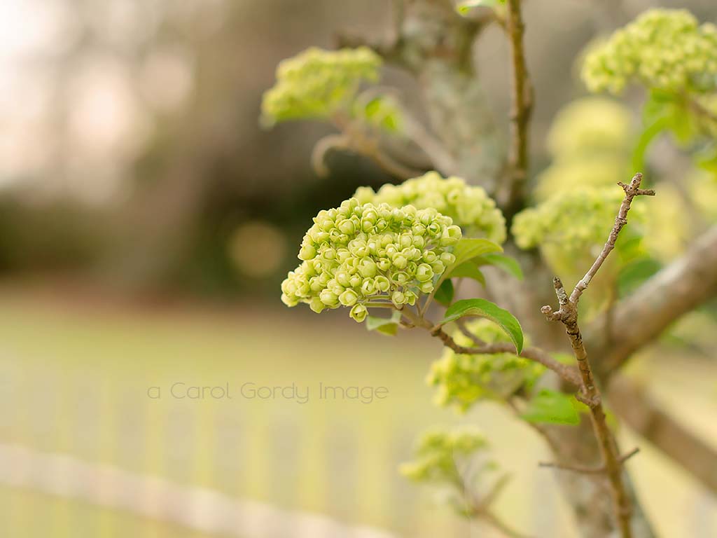 Little Viburnum