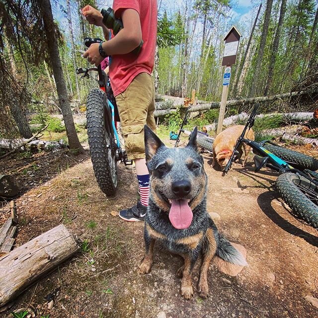 Missing the annual running of the Legrand duNord this morning, but a good day in the woods on bikes was still had!
#ridethegoodline #superiorcyclingassociation #pincushionmountain #blueheelersofinstagram #redheelersofinstagram #traildogs #salsabeargr