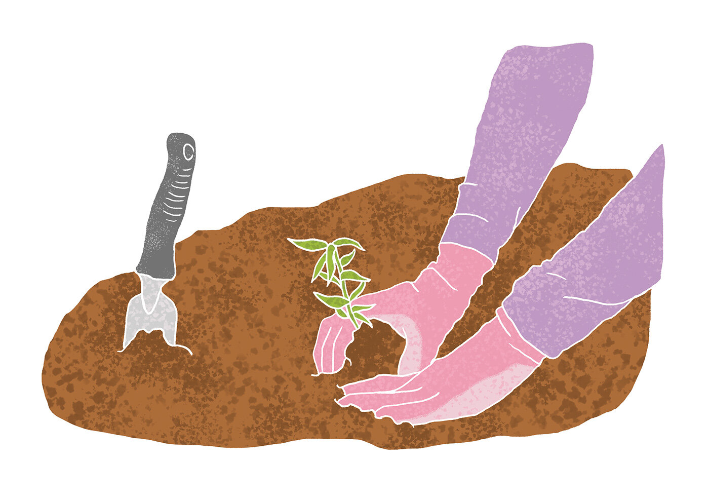 Milkweed_planting-72.jpg